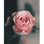 Rosesty