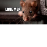 amazing rat group