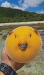 Mango puffer pheesh group
