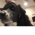 Dog what’s your dogs name
