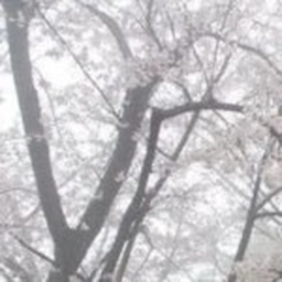 自