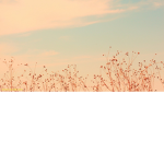 aesthetic noob