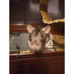 TheFatCuteRats