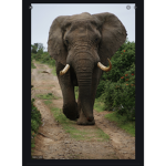 Elephant squad please join!!