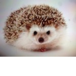 Team Hedehog and Chicken