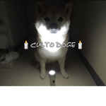 Culto doge