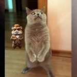 кошка группа Group Thumbnail