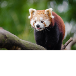 RED PANDA L O V E R S