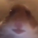 hamster god man