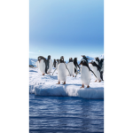 PENGUINS LIKES FOOD