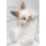rylie's rabbits