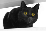 Petworldrainbow