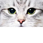 Animal Lovers/Carers