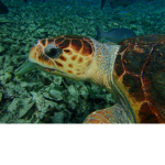 Fire turtles nation