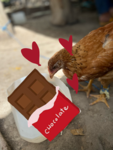 The chocoholic chickens