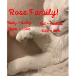 The Rose Family <3