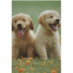 Adorable puppy group