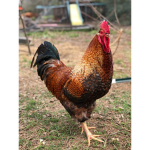 KindaCHICKEN