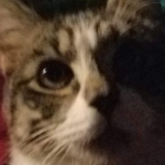 Sneaky Del Gato