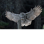 Owl gang offical