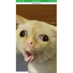Cats da best