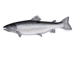 Fish Friends….!