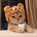 Idiot cats for life