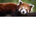 #Red Panda Team