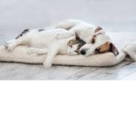 Cat and dog cute pets