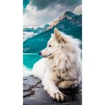 Doggy are really cute