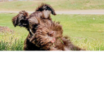 Charlie the dog 5885