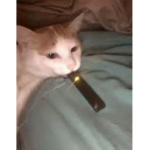 KITTYHERE