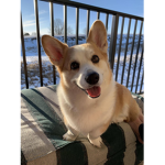 Corgi Fan Group!1!