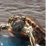 Turtle Kingdom Empire
