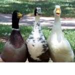 Ducklings Official