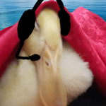 DUCK Dameing
