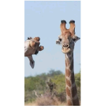 Giraffes_are_cool <3