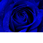 The Royal Roses x