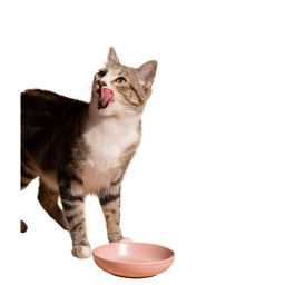 Stupid Cat Story[New]