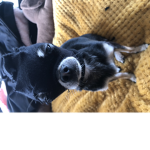 Angey chihuahuas