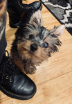 Puppy Life Studios
