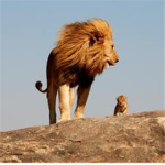 Lion Lovers