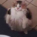 Lööps