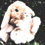 Cute pie BUNNIES