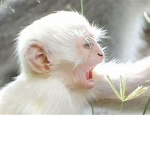monkeyscrazy