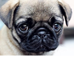 Pug squad group