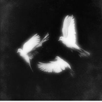 birds..?