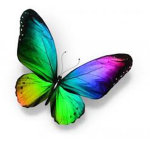 The Butterfly sqaud!