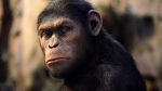 Great Monkeys