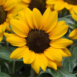 sunshine positivity
